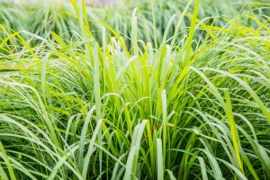 cara-membuat-tangga-kayu-supaya-dijauhi-oleh-rayap-1