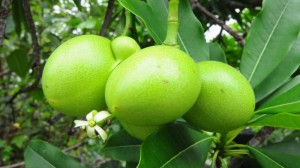 cara-membuat-tangga-kayu-supaya-dijauhi-oleh-rayap-3