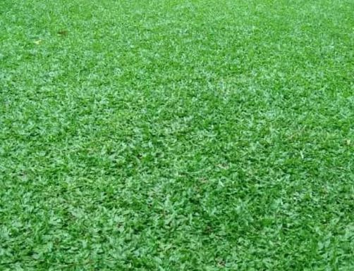 TIPS Mudah Menanam Rumput Untuk Membuat Taman Lebih Hijau