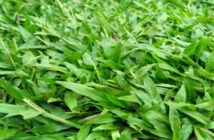 tukangrumputtaman.com