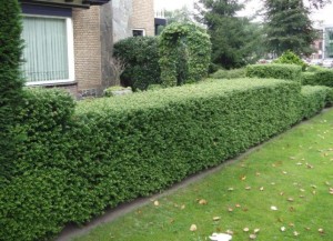 hopesgrovenurseries.co.uk