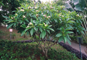 pohon kemboja