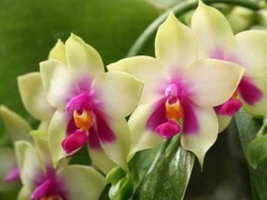 aaorchid.com