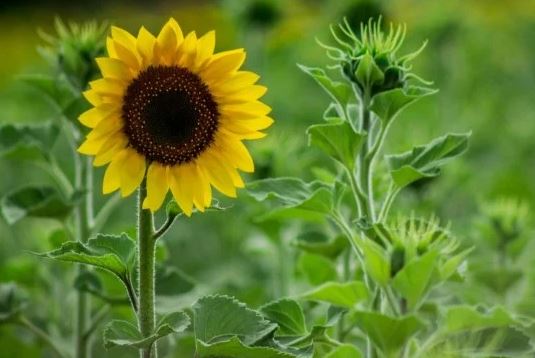 Beberapa Manfaat Bunga Matahari Yang Penting Untuk Di Ketahui