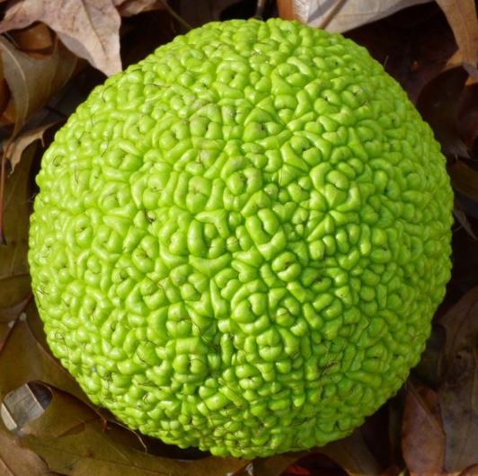 Beberapa Tanaman Alami Yang Tidak Disukai Oleh Kecoa