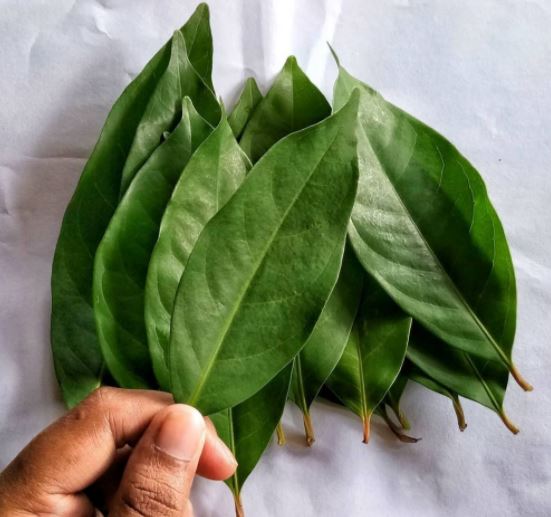 Beberapa Tanaman Alami Yang Tidak Disukai Oleh Kecoa