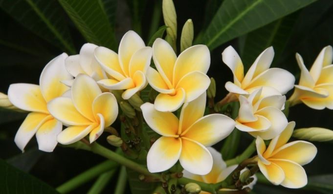 5 Tanaman Terbaik Yang Bisa Kamu Tanam Di Halaman Rumah