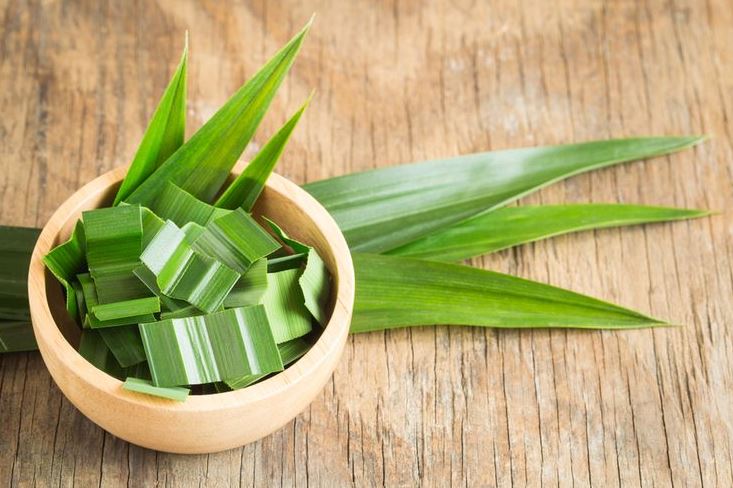 6 Cara Mudah Dan Tepat Mengusir Lalat Dari Rumah