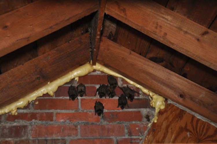 Tips Membuat Rumah Aman Dari Gangguan Kelalawar