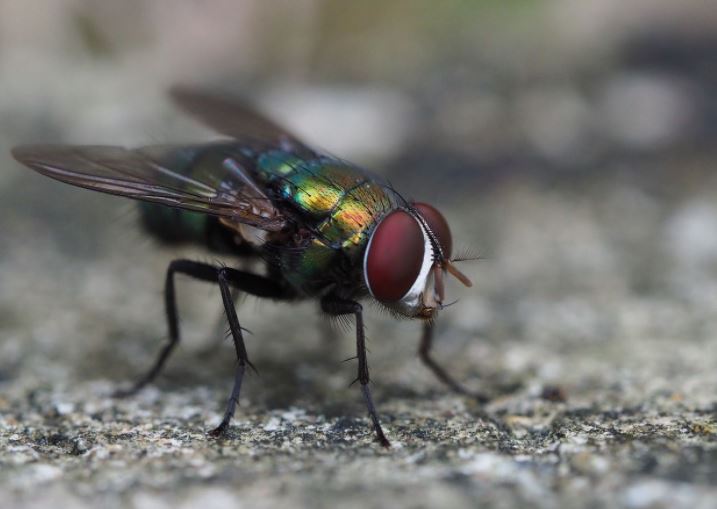 6 Cara Mudah Dan Tepat Mengusir Lalat Dari Rumah