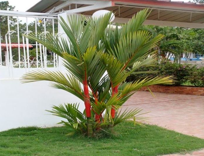 5 Tanaman Terbaik Yang Bisa Kamu Tanam Di Halaman Rumah