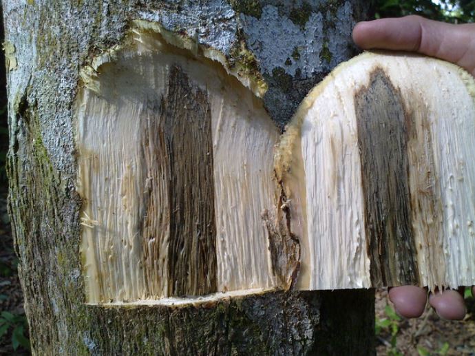 5 Jenis Kayu Popular Terbaik Yang Bisa Diandalkan Untuk Bangunan