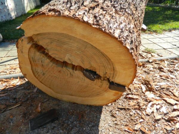 Mengenal Kayu Kamper Karakteristik Kelebihan Dan Kekurangannya