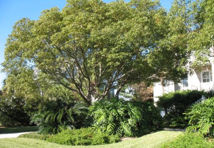 Mengenal Kayu Kamper Karakteristik Kelebihan Dan Kekurangannya