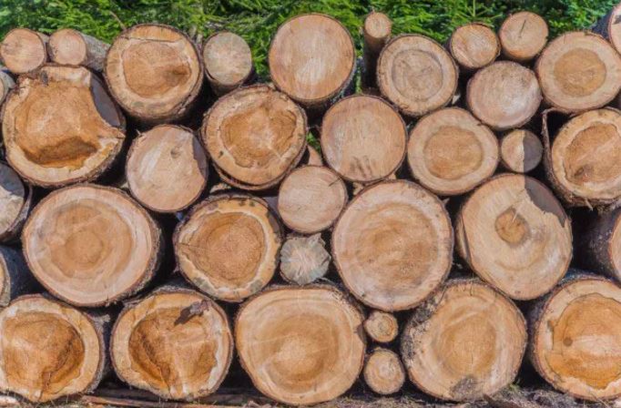 5 Jenis Kayu Popular Terbaik Yang Bisa Diandalkan Untuk Bangunan
