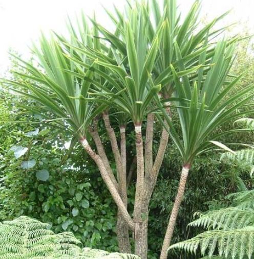 5 Tanaman Terbaik Yang Bisa Kamu Tanam Di Halaman Rumah