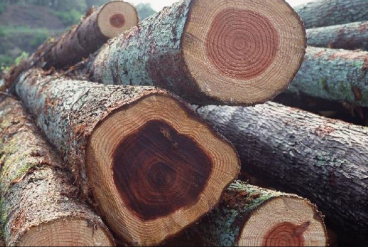 Mengenal Karakteristik Kelebihan Dan Kekurangan Kayu Mahoni 