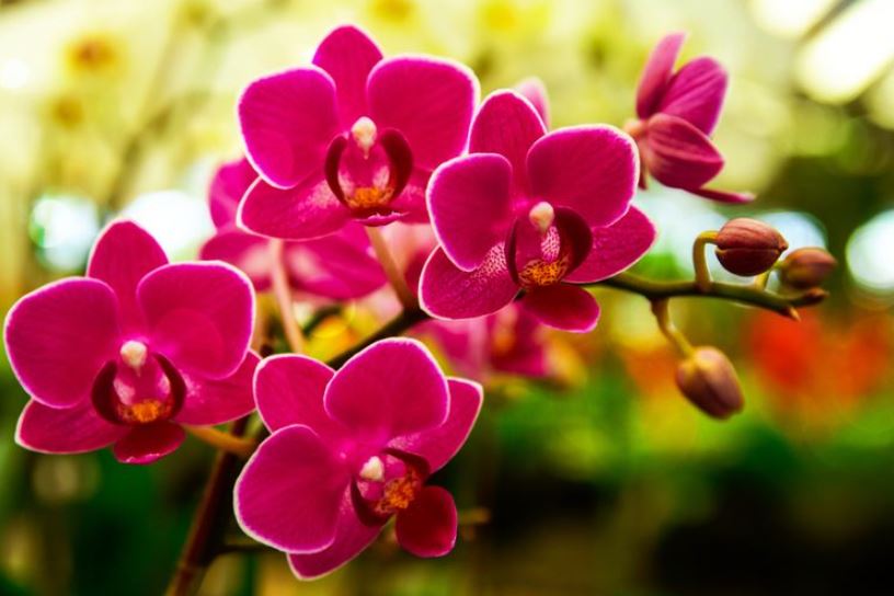 Beberapa Manfaat Bunga Anggerk Untuk Kesehatan