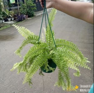 tokopedia,com