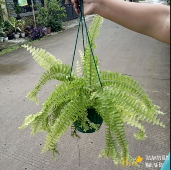 Beberapa Jenis Tanaman Hias Gantung Yang Mudah Dirawat